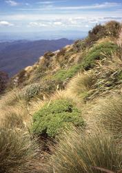 Veronica evenosa. Habit. Mt Holdsworth, Wellington.
 Image: M.J. Bayly © Te Papa CC-BY-NC 3.0 NZ